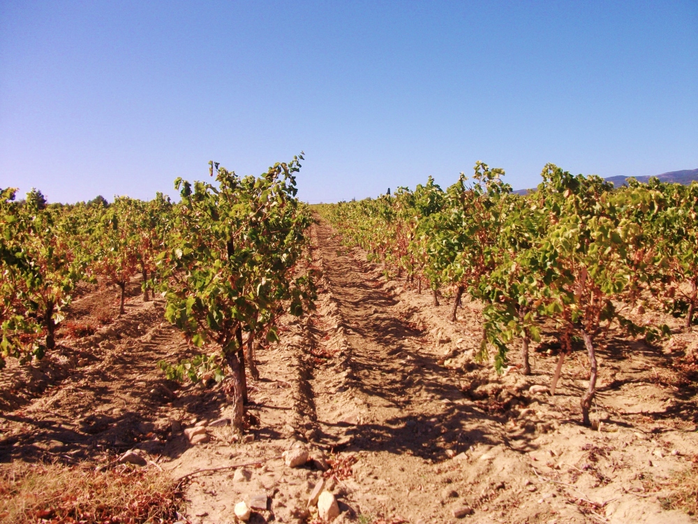 Grape vines bear the weight of France's scorching southern sun on their leafy shoulders as summer commences.